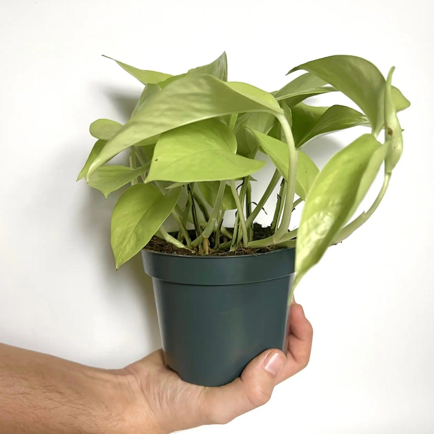 Epipremnum Pinnatum Golden "Pothos" Havre Vert