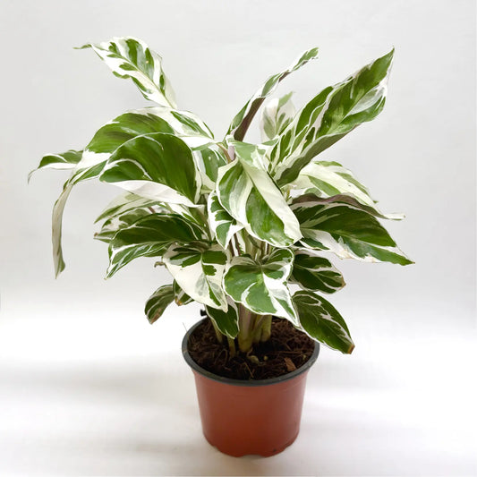 Calathea "White Fusion" Havre Vert