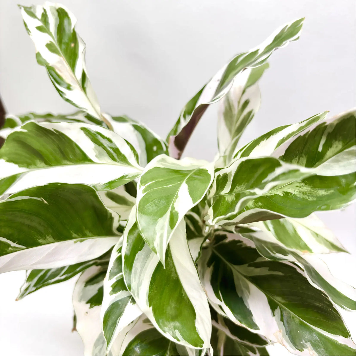 Calathea "White Fusion" Havre Vert