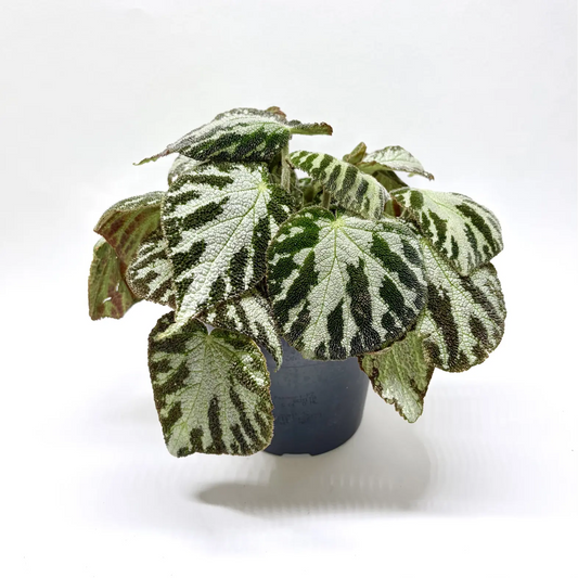 Begonia Silver Jewell Havre Vert