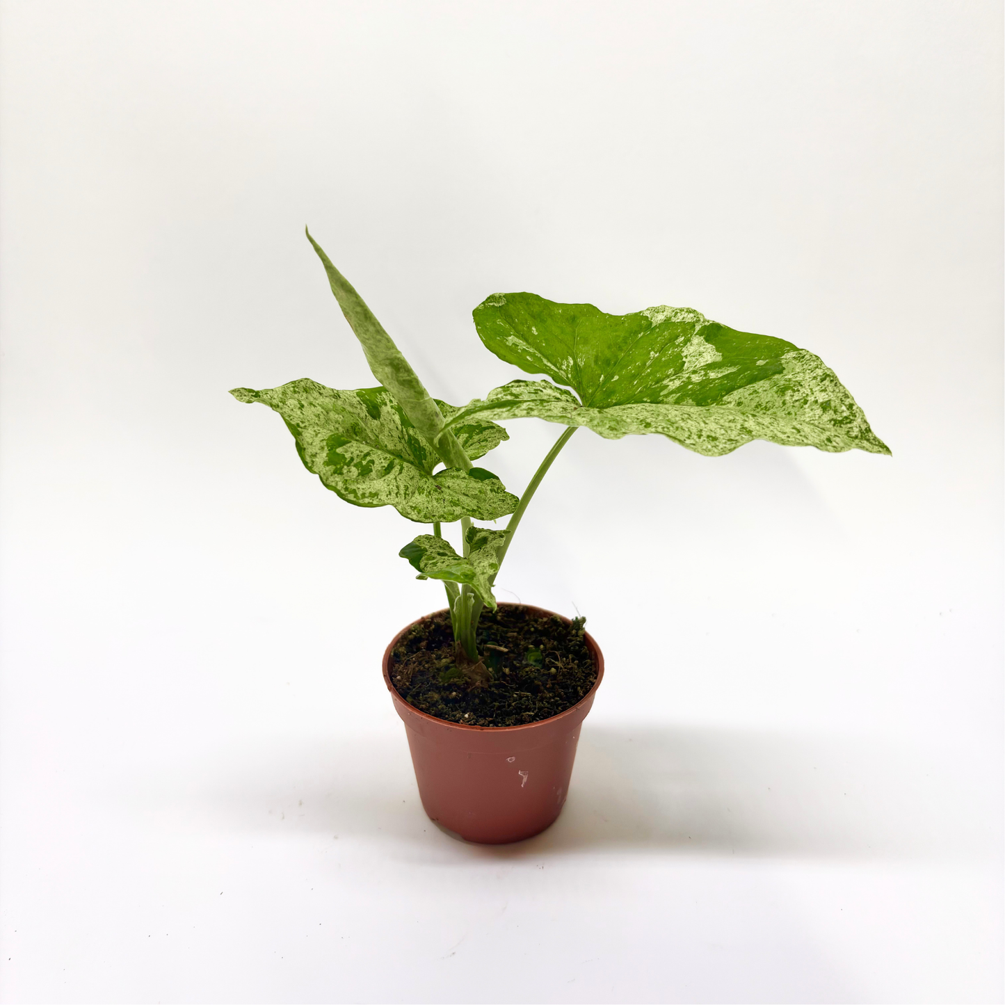 Syngonium Mottled