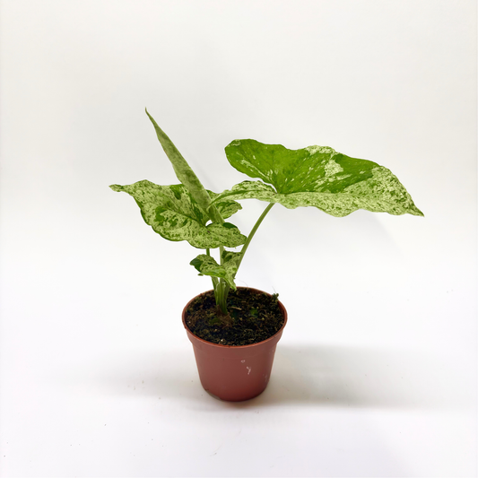 Syngonium Mottled