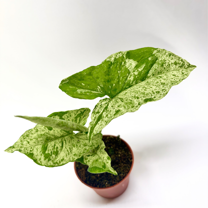 Syngonium Mottled