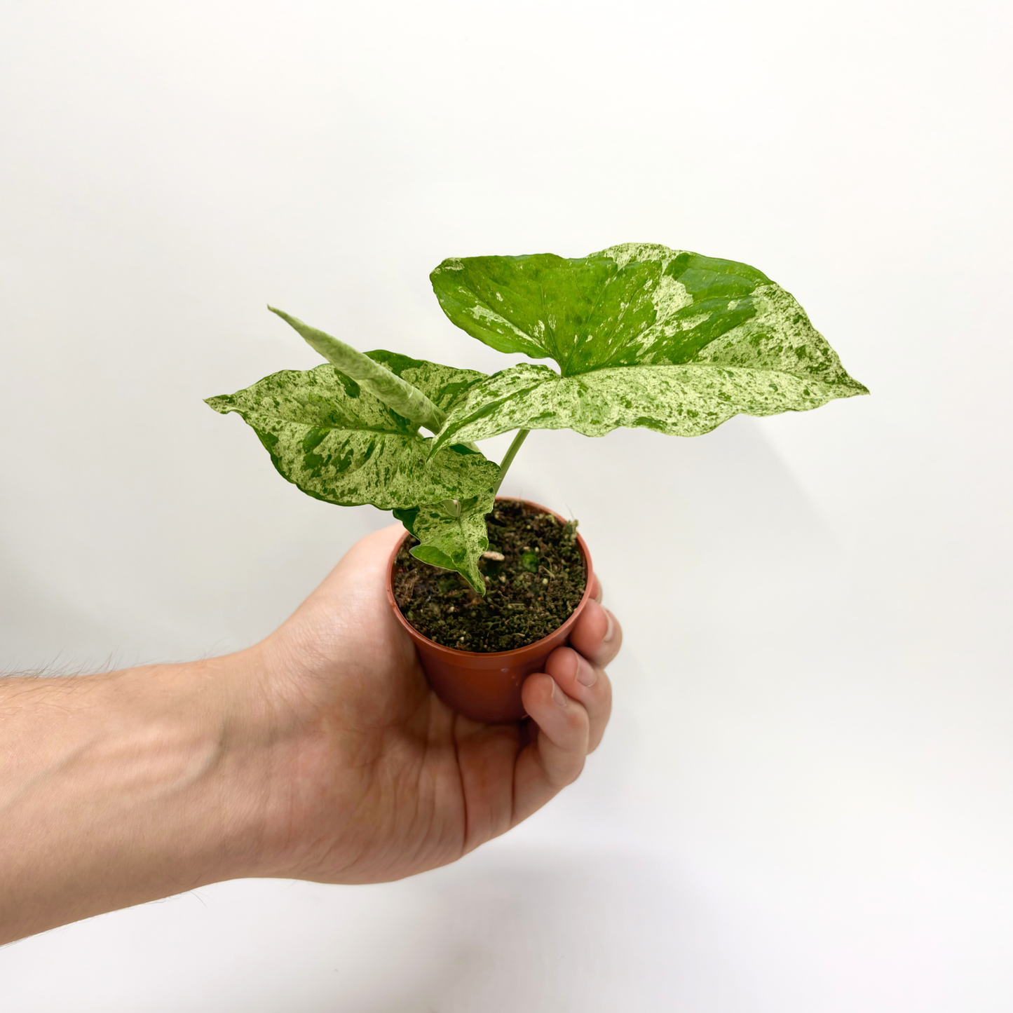 Syngonium Mottled