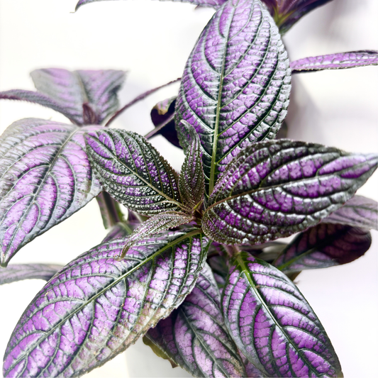 Strobilanthes Metallica