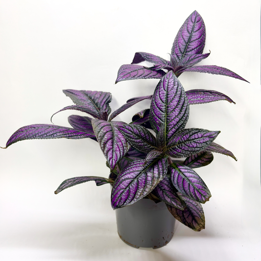 Strobilanthes Metallica