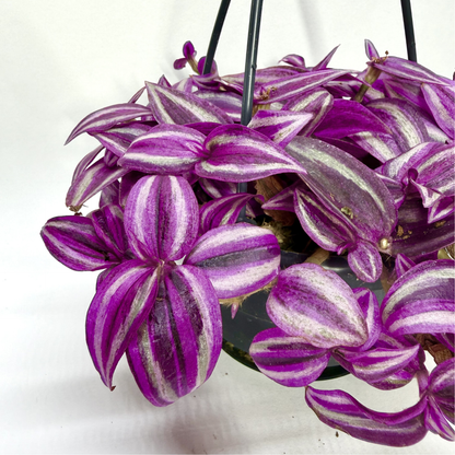 Tradescantia Fluminensis Pink Paradise - Suspension