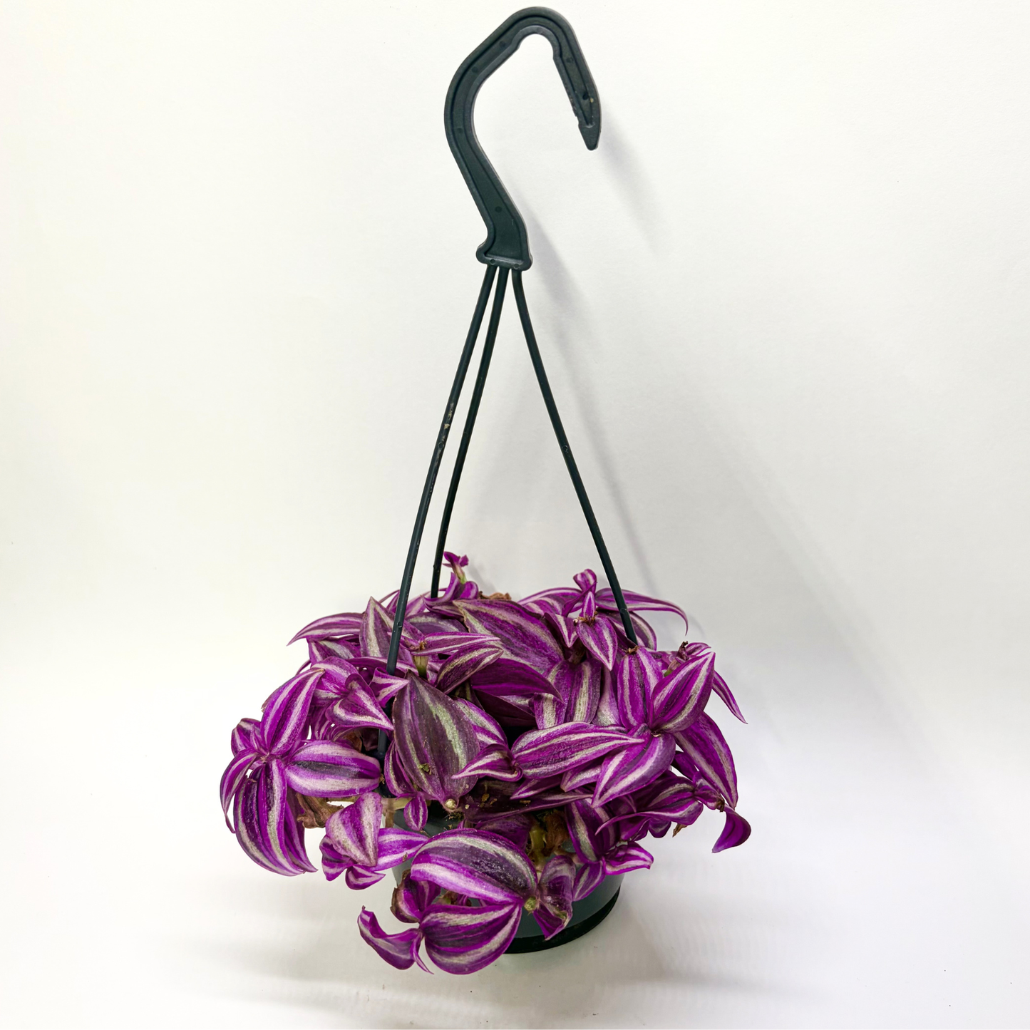 Tradescantia Fluminensis Pink Paradise - Suspension