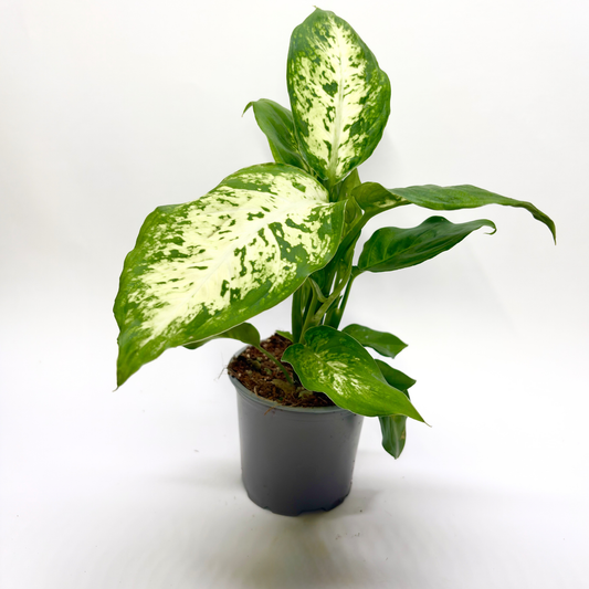 Dieffenbachia "Compacta"