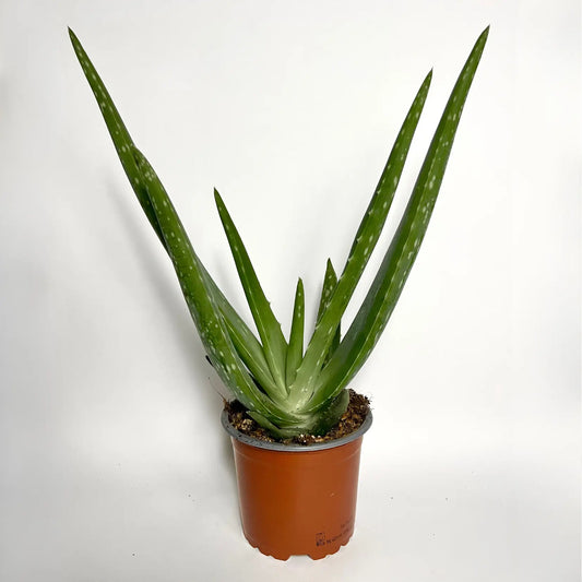 Aloe Vera Havre Vert