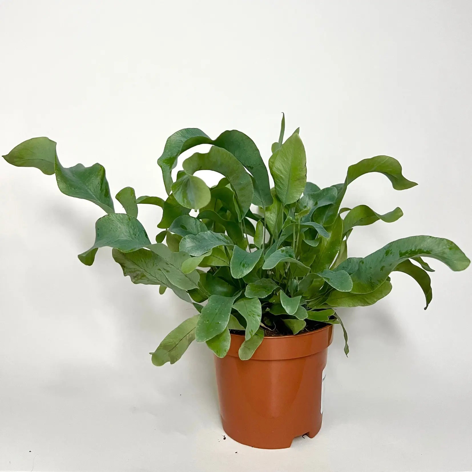 Phlebodium Air Blue Star Havre Vert