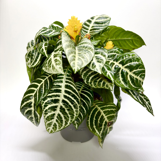 Aphelandra squarrosa