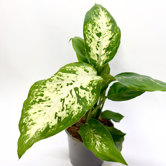 Dieffenbachia "Compacta"