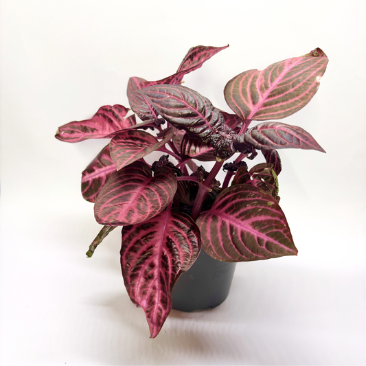Iresine Herbstii "Red"