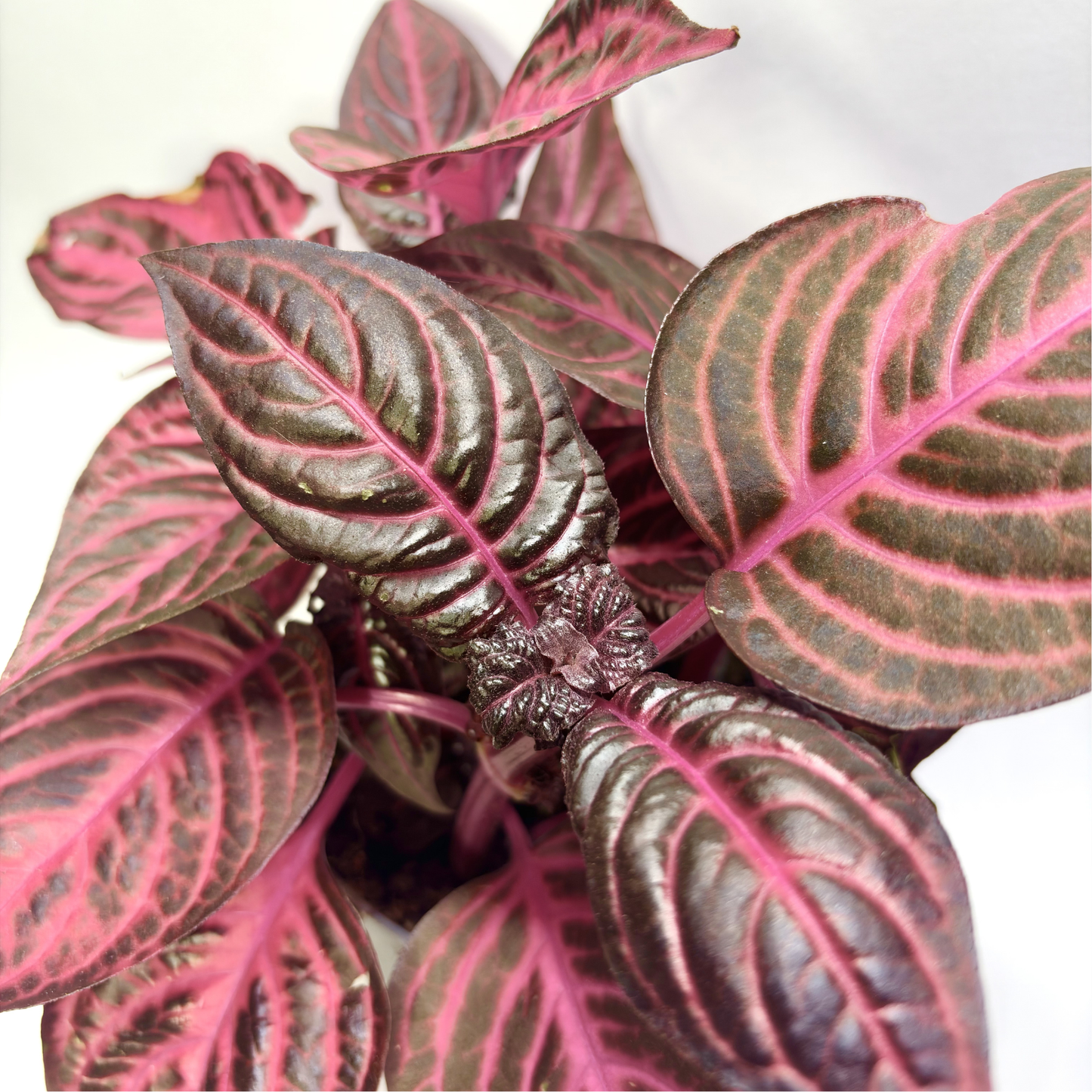 Iresine Herbstii "Red"