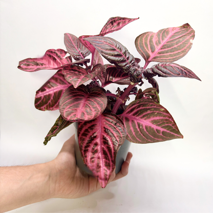 Iresine Herbstii "Red"