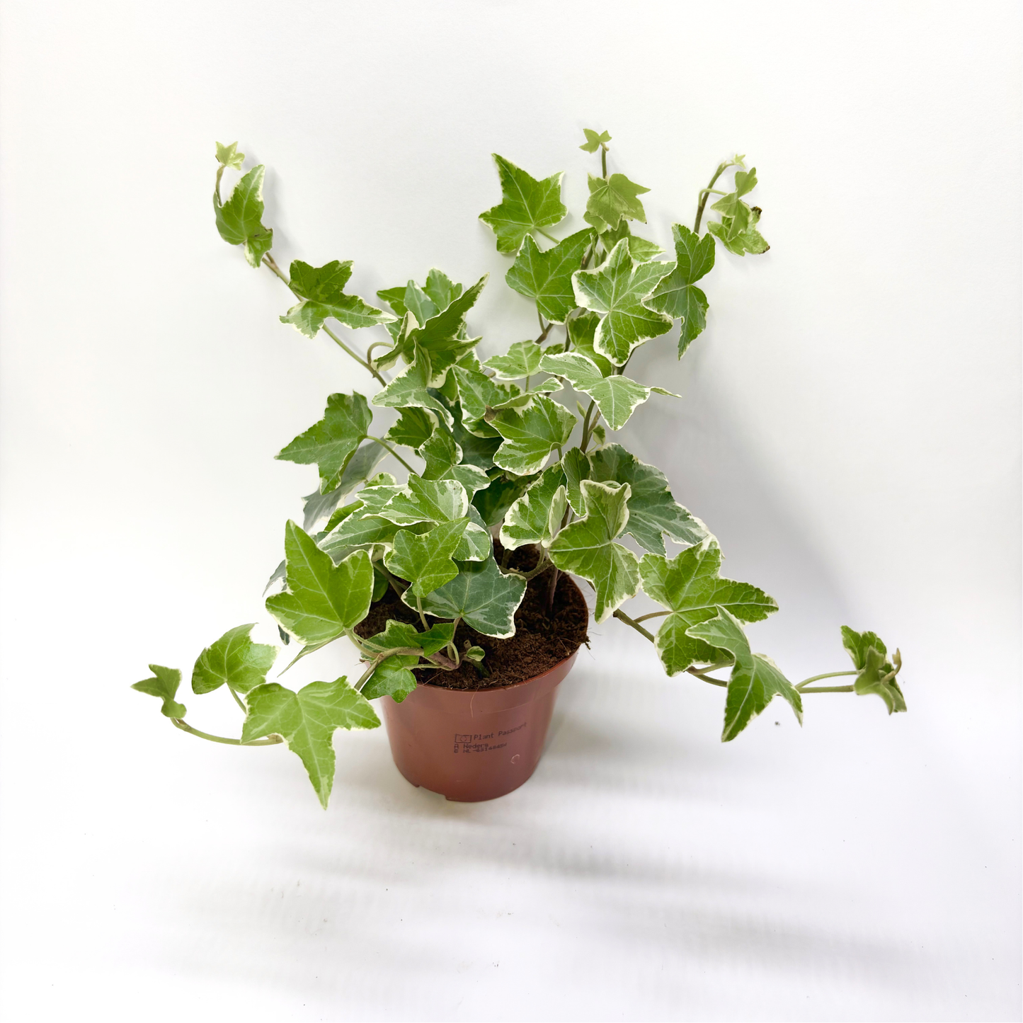 Hedera Helix "Eva"