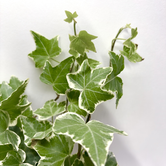 Hedera Helix "Eva"