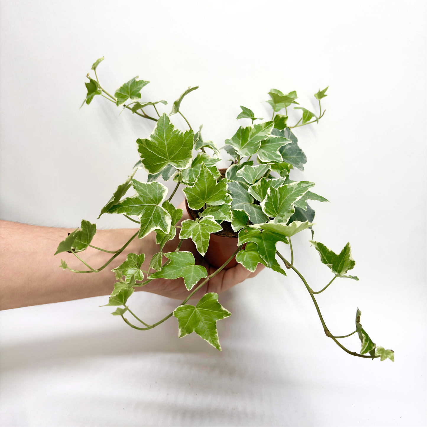 Hedera Helix "Eva"