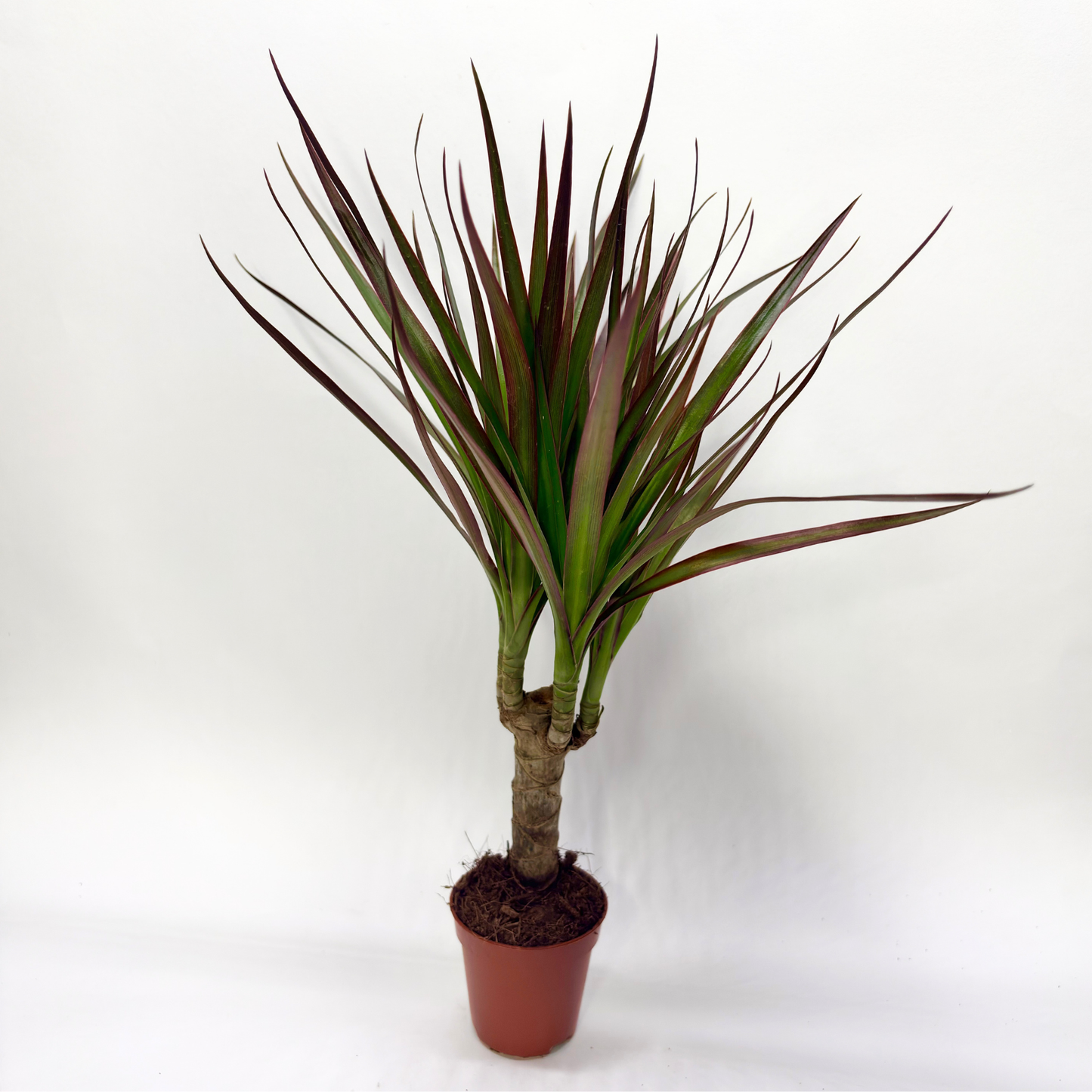 Dracaena Marginata Magenta "Tiny Tummy"