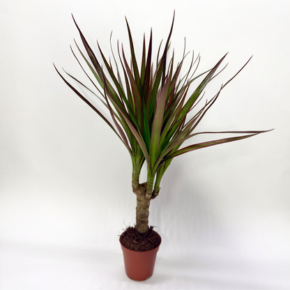 Dracaena Marginata Magenta "Tiny Tummy"