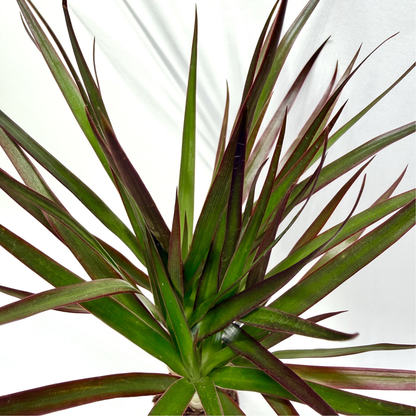 Dracaena Marginata Magenta "Tiny Tummy"