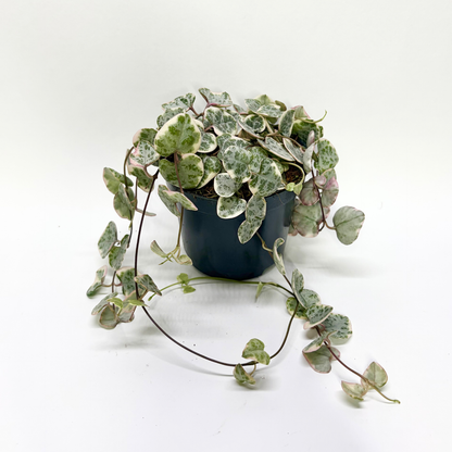 Ceropegia Woodii "Variegata"