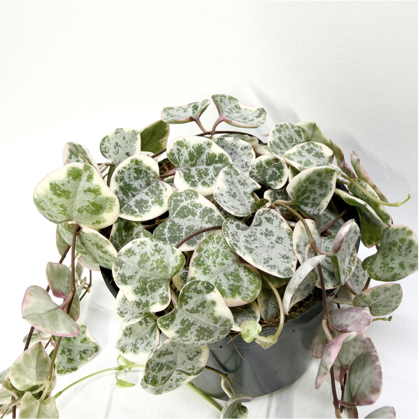 Ceropegia Woodii "Variegata"