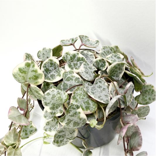 Ceropegia Woodii "Variegata"