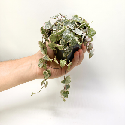 Ceropegia Woodii "Variegata"