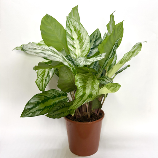Calathea Silver Star