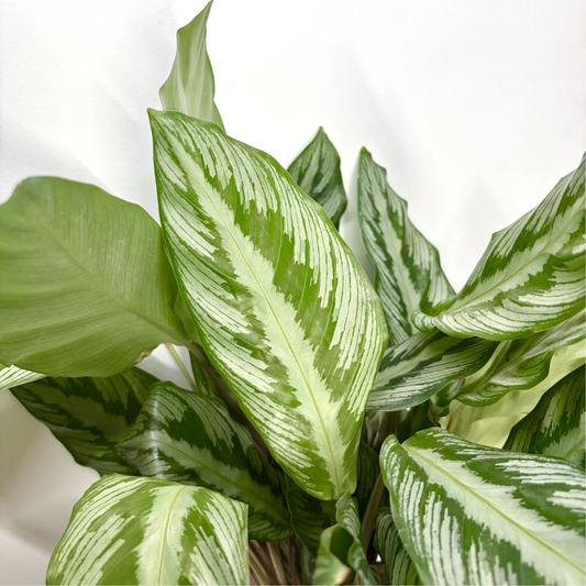 Calathea Silver Star