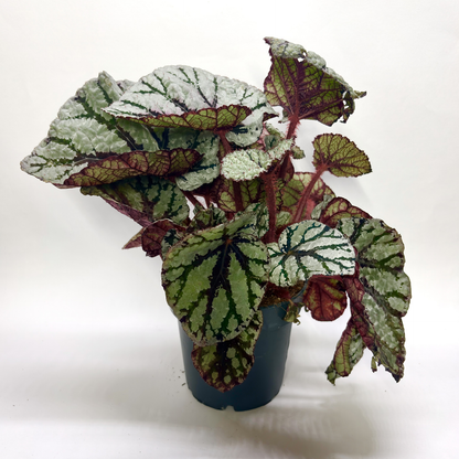 Begonia Rex Fedor