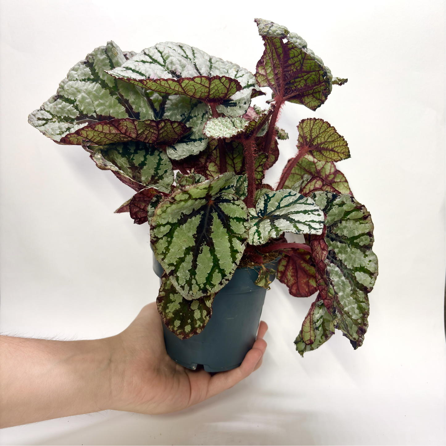 Begonia Rex Fedor