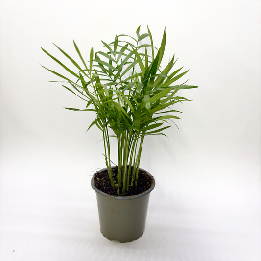 Chamadorea Elegans