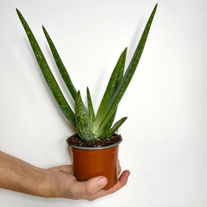 Aloe Vera Havre Vert