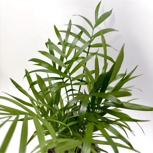 Chamadorea Elegans