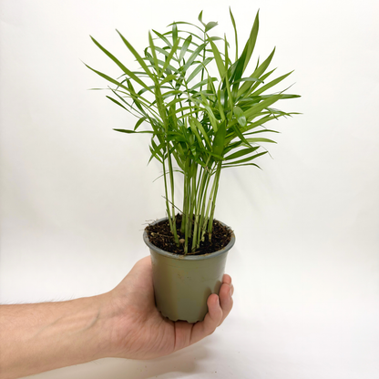 Chamadorea Elegans