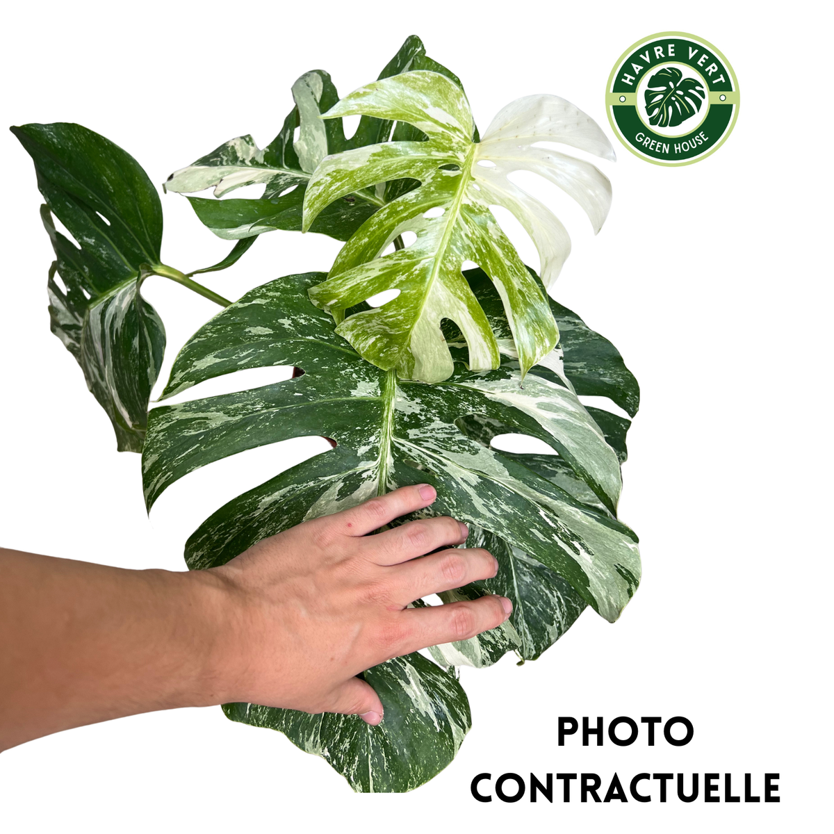 Monstera Deliciosa Albo Variegata N°1
