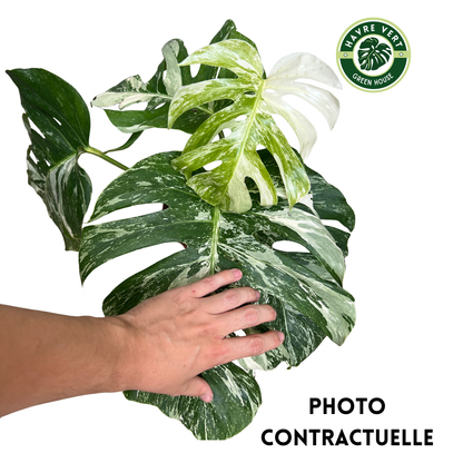 Monstera Deliciosa Albo Variegata N°1