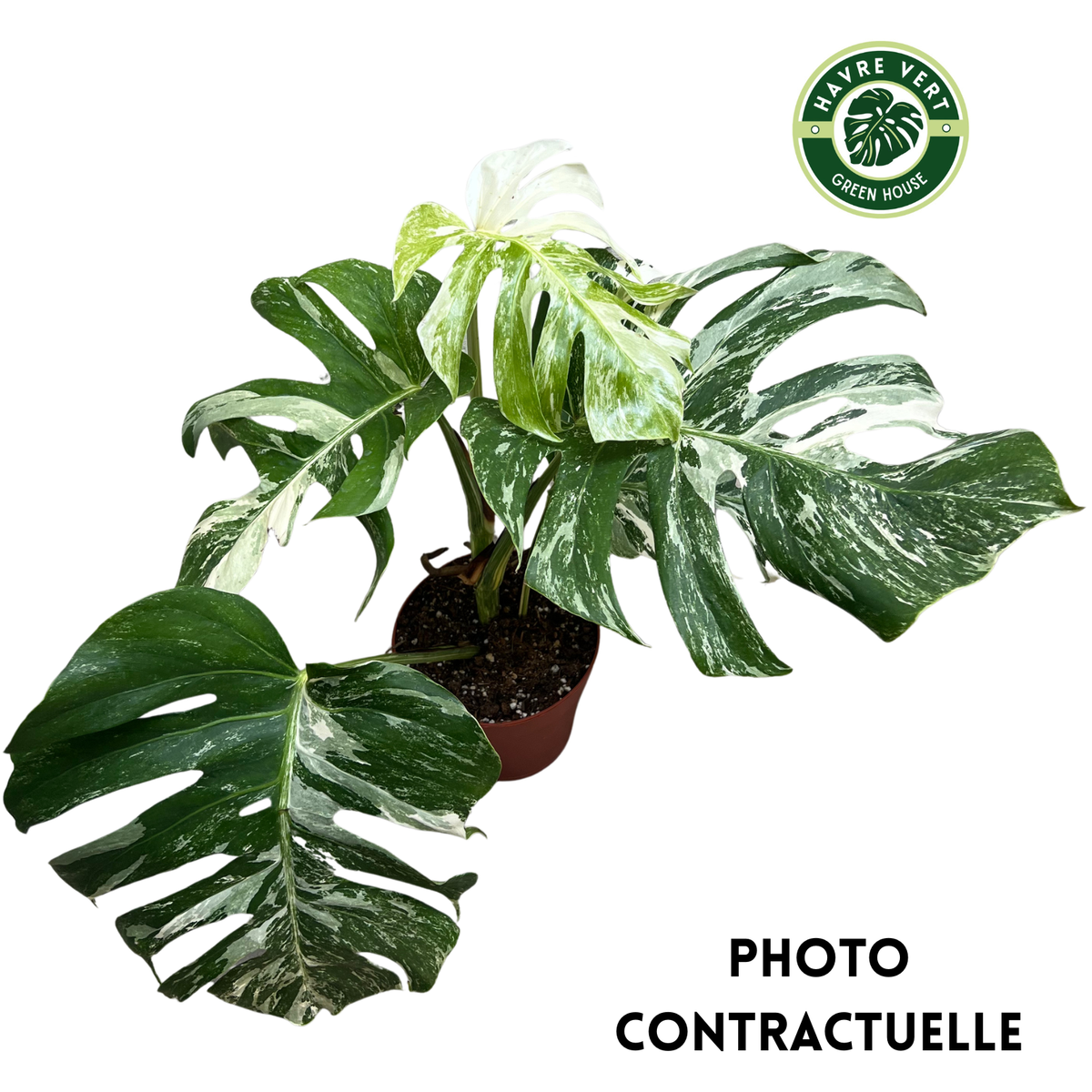 Monstera Deliciosa Albo Variegata N°1