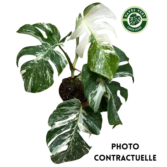 Monstera Deliciosa Albo Variegata N°2