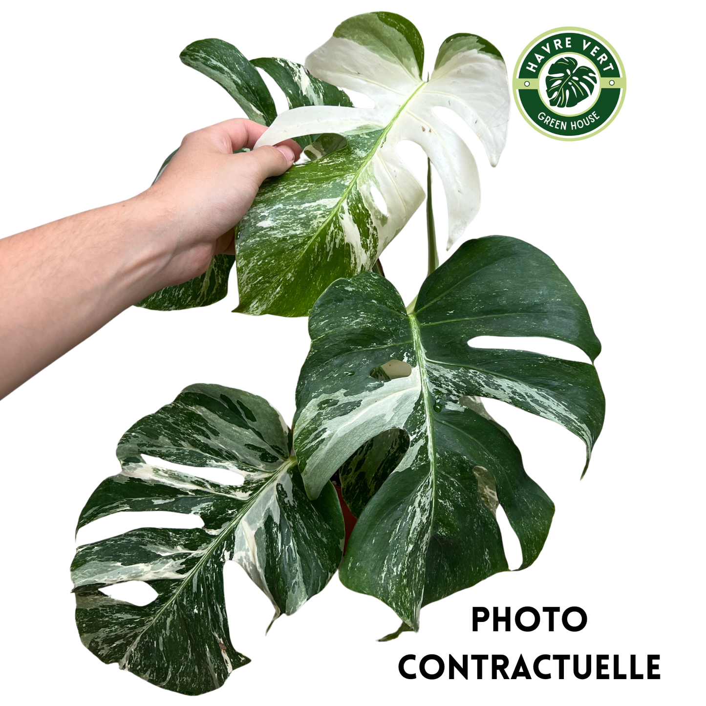 Monstera Deliciosa Albo Variegata N°2