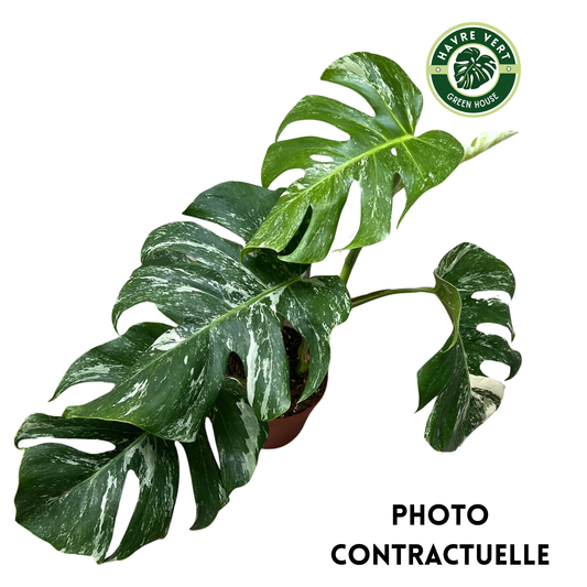 Monstera Deliciosa Albo Variegata N°3