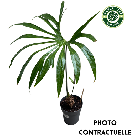 Anthurium Pedatoradiatum XL N°2