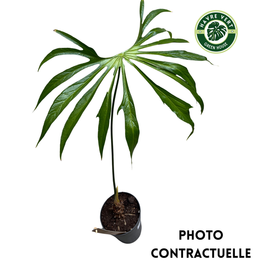 Anthurium Pedatoradiatum XL N°3