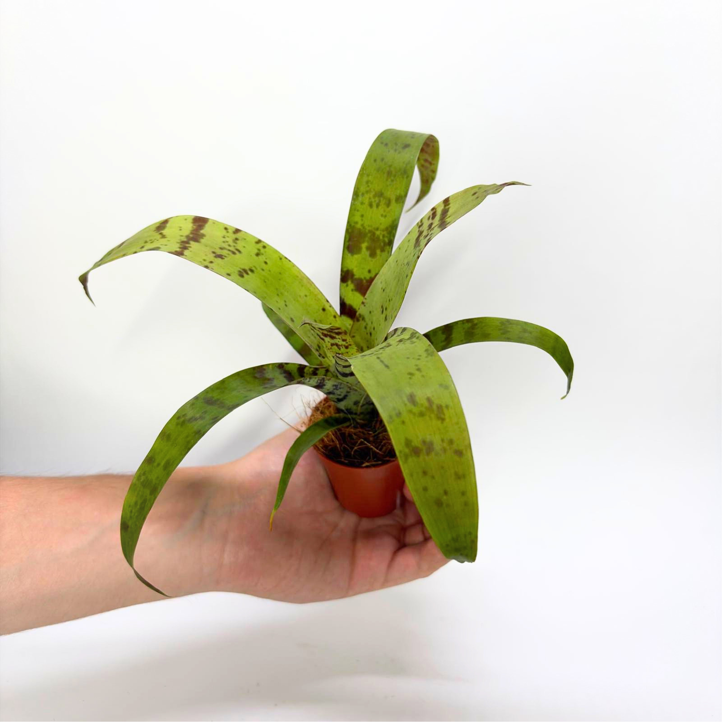 Vriesea Foliage "Era"