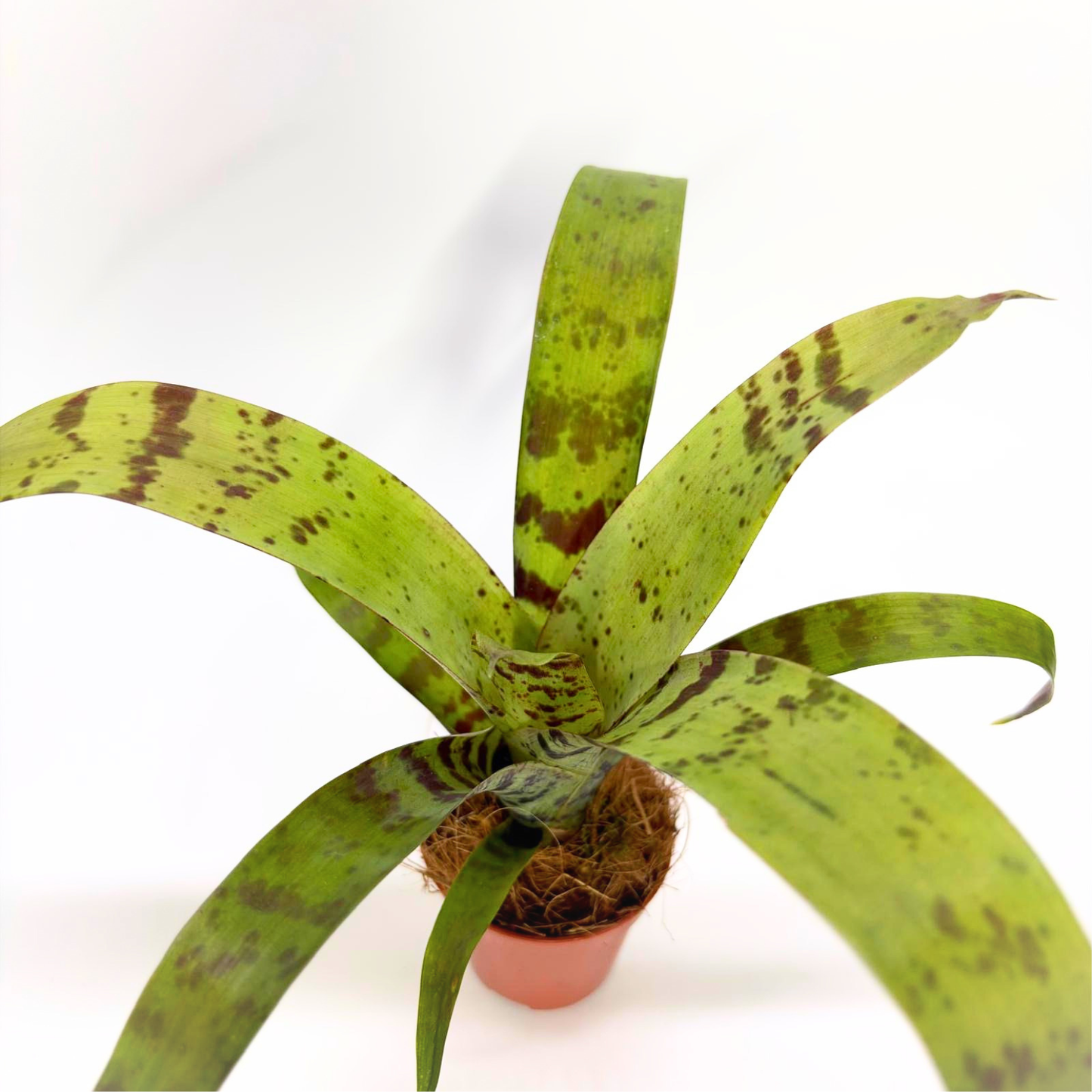 Vriesea Foliage "Era"