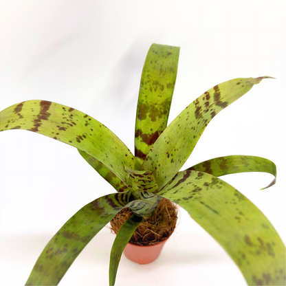Vriesea Foliage "Era"