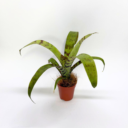 Vriesea Foliage "Era"